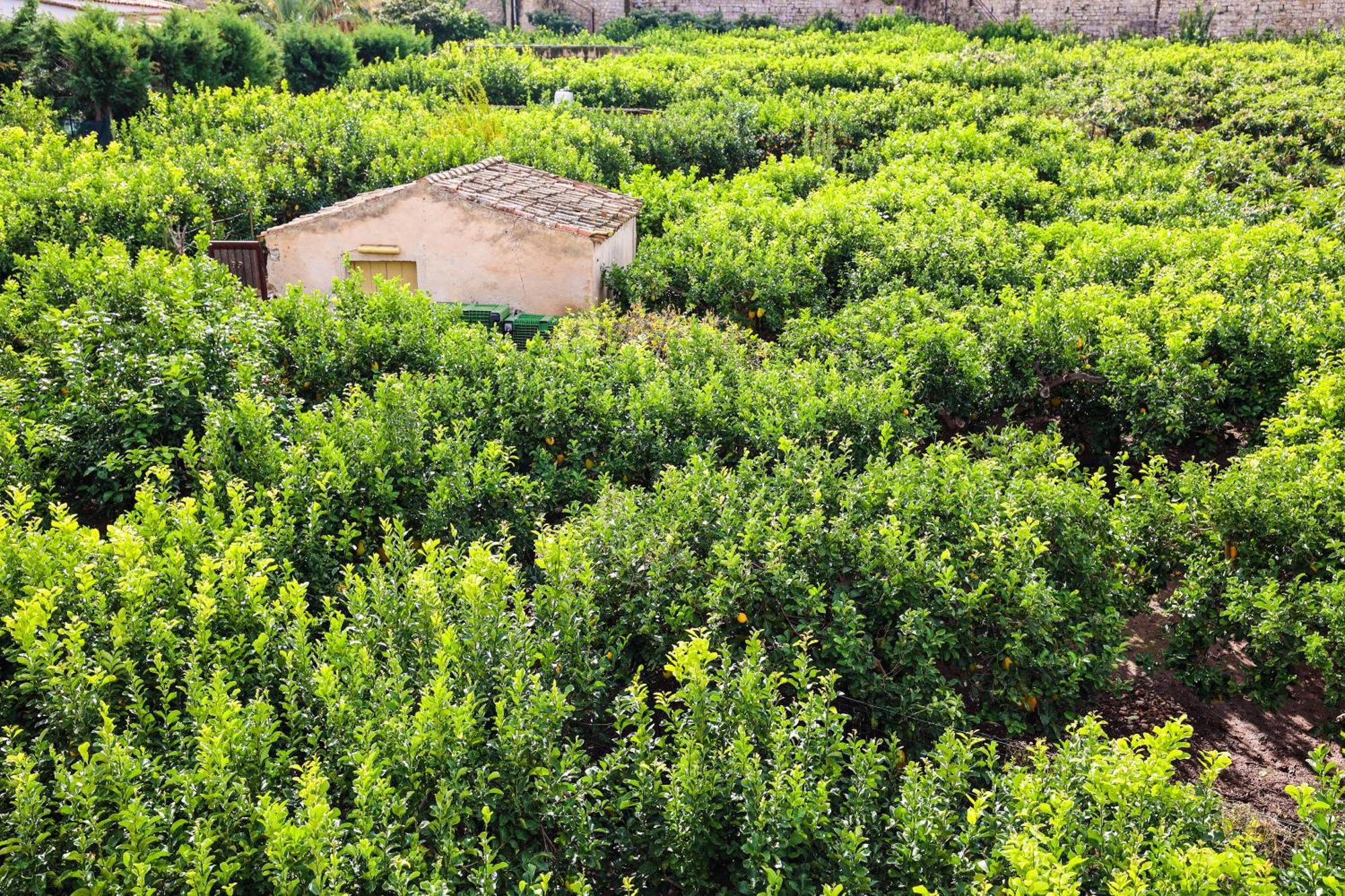 B&B Giardino Dei Cedri Trabia Buitenkant foto